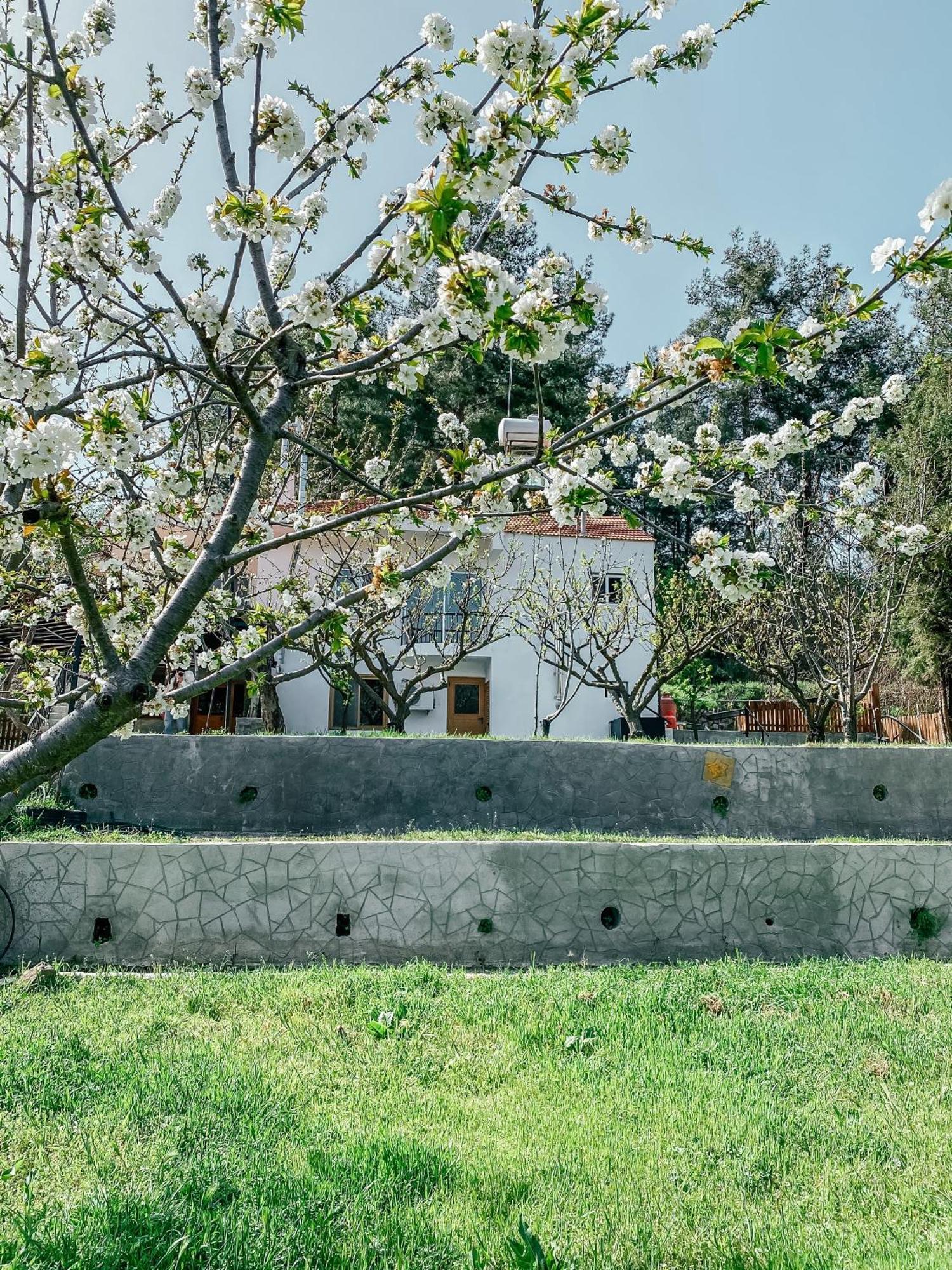 הוילה לימסול Milea Mansion מראה חיצוני תמונה